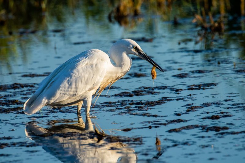 Aigrette garzette avec une écrevisse